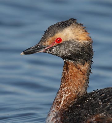 Horned Grebe (Podiceps auritus) photo image