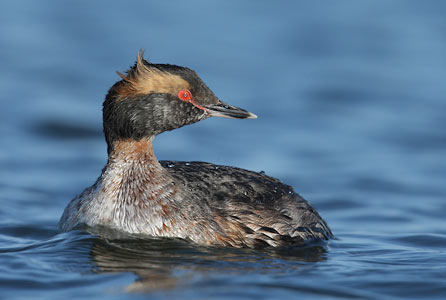 Horned Grebe (Podiceps auritus) photo image