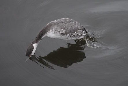 Horned Grebe (Podiceps auritus) photo
