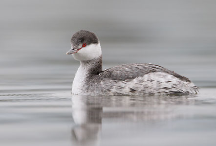 Horned Grebe (Podiceps auritus) photo