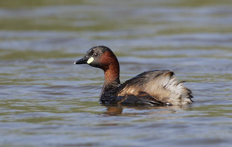 Little Grebe (Tachybaptus ruficollis) photo