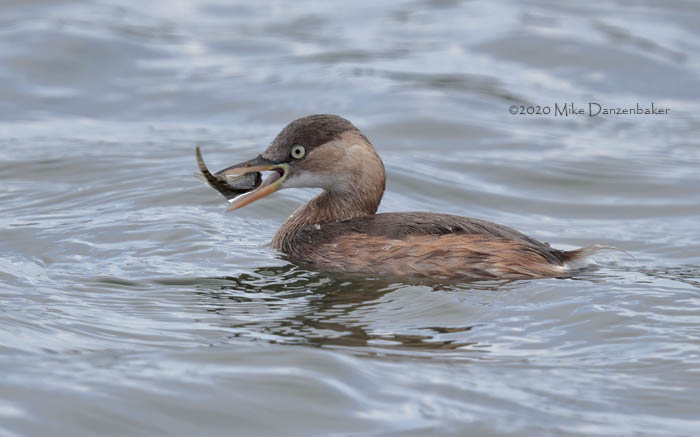 Little Grebe (Tachybaptus ruficollis) photo