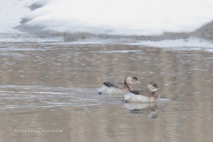 Little Grebe (Tachybaptus ruficollis) photo