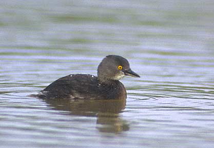 Least Grebe (Tachybaptus dominicus) photo image