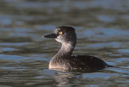 Least Grebe (Tachybaptus dominicus) photo image
