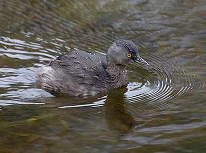 Least Grebe (Tachybaptus dominicus) photo