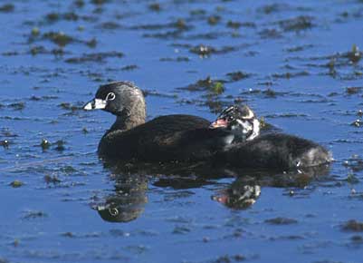 Pied-billed Grebe (Podilymbus podiceps) photo image