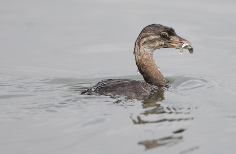 Pied-billed Grebe (Podilymbus podiceps) photo