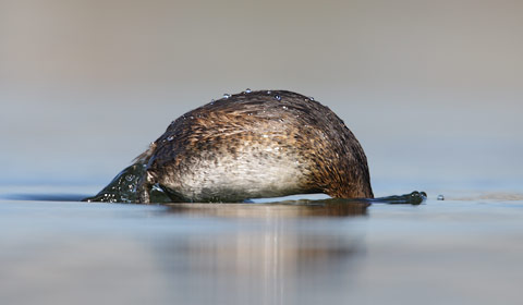 Pied-billed Grebe (Podilymbus podiceps) photo
