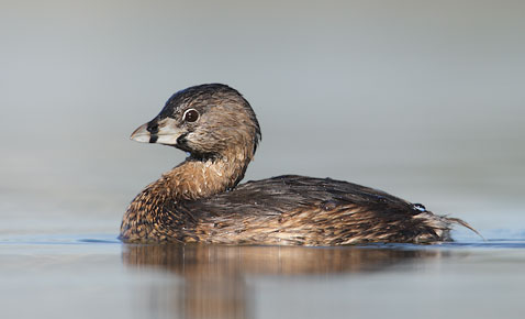 Pied-billed Grebe (Podilymbus podiceps) photo