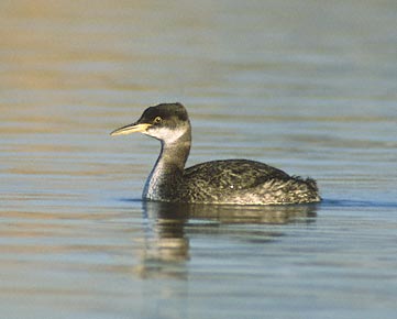 Red-necked Grebe (Podiceps grisegena) photo image