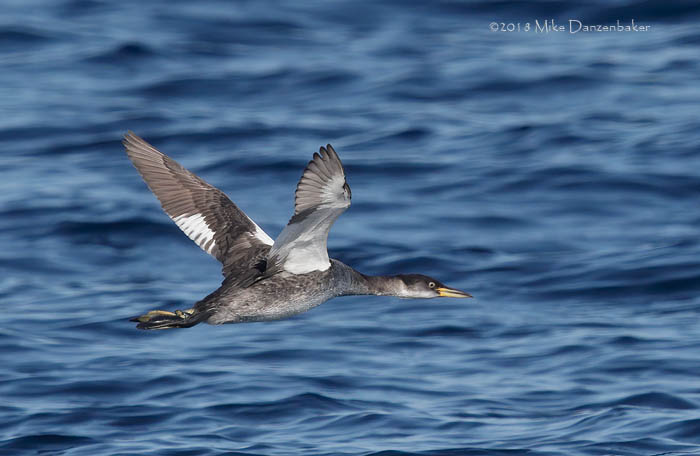 Red-necked Grebe (Podiceps grisegena) photo image