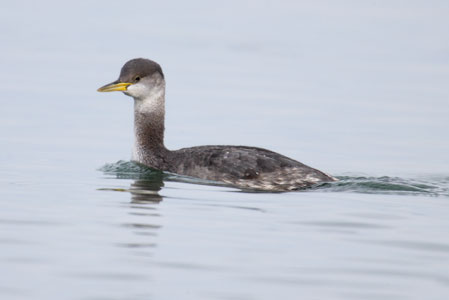 Red-necked Grebe (Podiceps grisegena) photo image