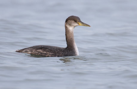 Red-necked Grebe (Podiceps grisegena) photo image