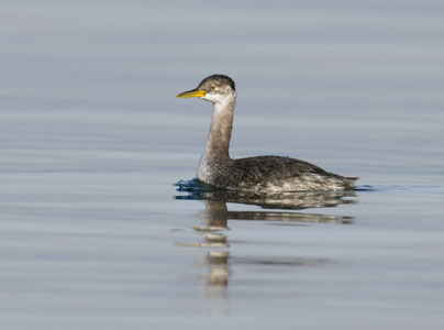 Red-necked Grebe (Podiceps grisegena) photo image