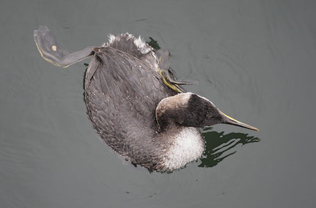 Red-necked Grebe (Podiceps grisegena) photo