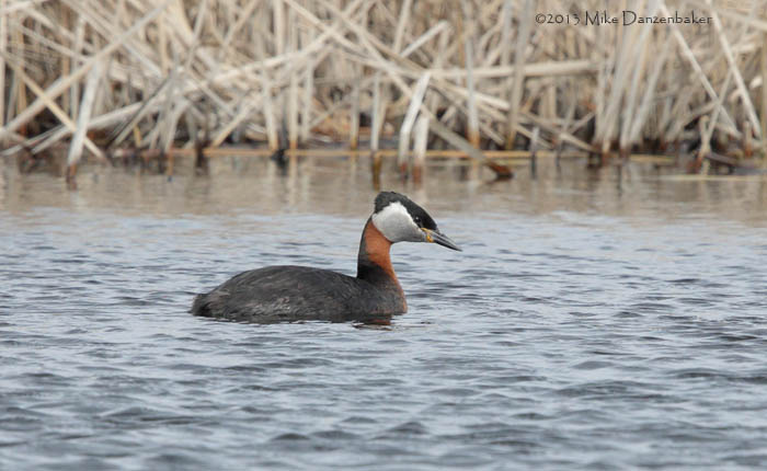 Red-necked Grebe (Podiceps grisegena) photo