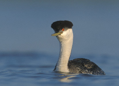 Western Grebe (Aechmophorus occidentalis) photo image