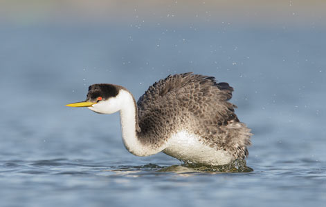 Western Grebe (Aechmophorus occidentalis) photo
