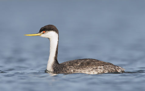 Western Grebe (Aechmophorus occidentalis) photo image