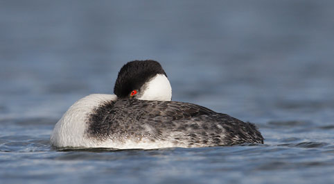 Western Grebe (Aechmophorus occidentalis) photo