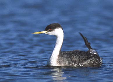 Western Grebe (Aechmophorus occidentalis) photo image