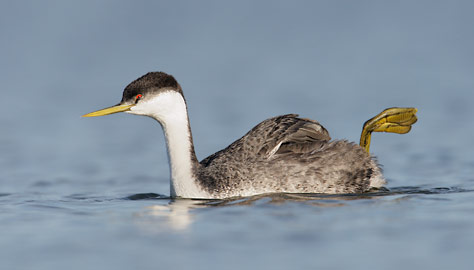 Western Grebe (Aechmophorus occidentalis) photo image
