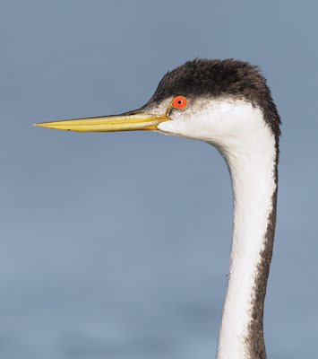 Western Grebe (Aechmophorus occidentalis) photo image