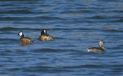 White-tufted Grebe (Rollandia rolland) photo image