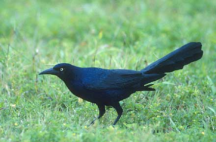 Great-tailed Grackle (Quiscalus mexicanus) photo image