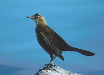 Great-tailed Grackle (Quiscalus mexicanus) photo image