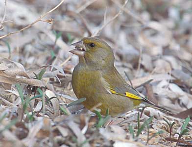 European Greenfinch (Carduelis chloris) photo image