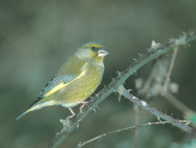 European Greenfinch (Carduelis chloris) photo image