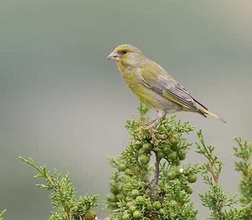 European Greenfinch (Carduelis chloris) photo