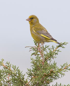 European Greenfinch (Carduelis chloris) photo