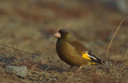 Oriental Greenfinch (Carduelis sinica) photo image