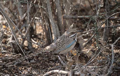 Long-tailed Ground Roller (Uratelornis chimaera) photo image