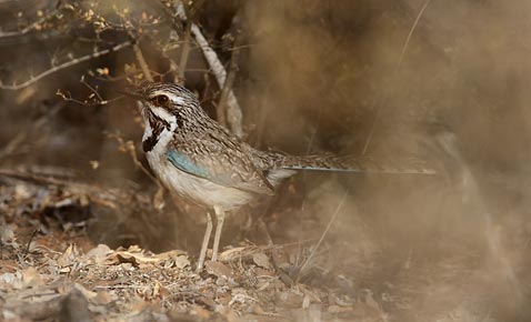 Long-tailed Ground-Roller (Uratelornis chimaera) photo