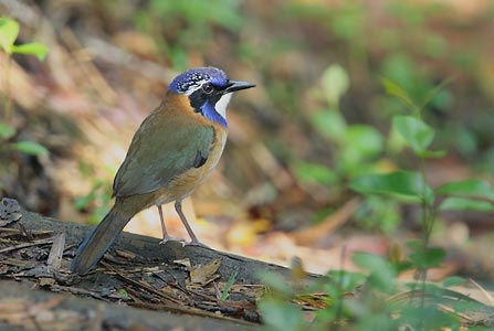 Pitta-like Ground Roller (Atelornis pittoides) photo