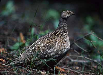 Sooty Grouse (Dendragapus fuliginosus) photo image