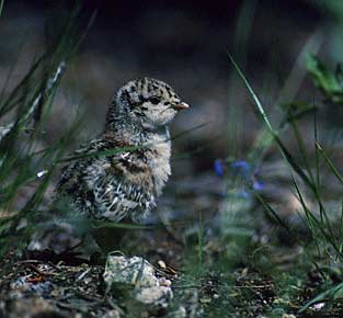 Sooty Grouse (Dendragapus fuliginosus) photo image