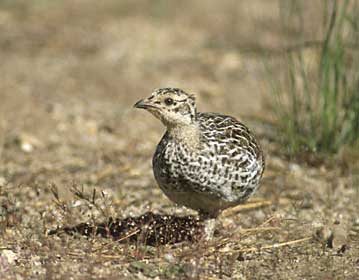 Sooty Grouse (Dendragapus fuliginosus) photo image