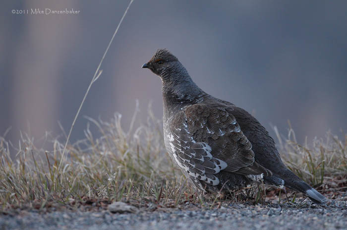 Dusky Grouse (Dendragapus obscurus) photo image