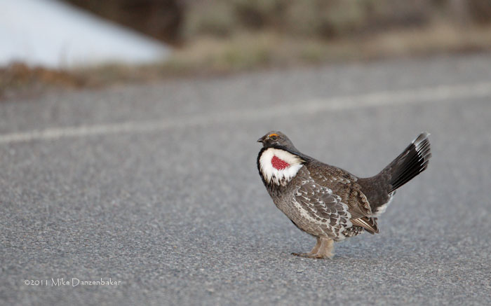 Dusky Grouse (Dendragapus obscurus) photo image