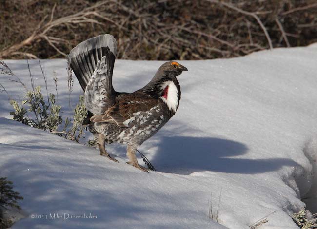 Dusky Grouse (Dendragapus obscurus) photo image