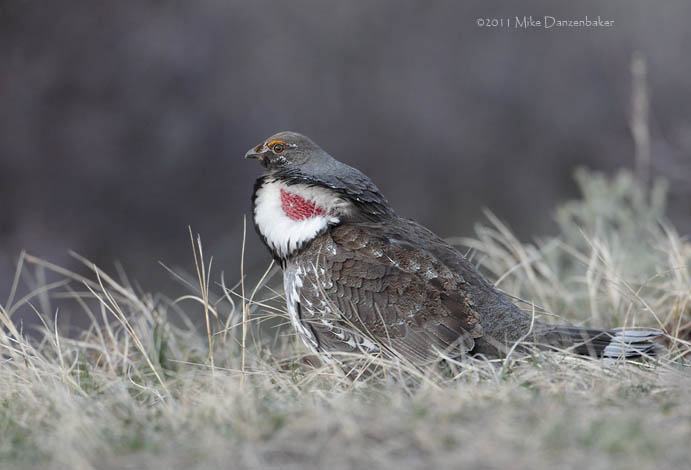 Dusky Grouse (Dendragapus obscurus) photo image