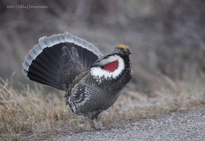 Dusky Grouse (Dendragapus obscurus) photo image