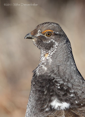Dusky Grouse (Dendragapus obscurus) photo image