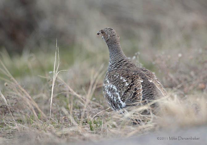 Dusky Grouse (Dendragapus obscurus) photo image