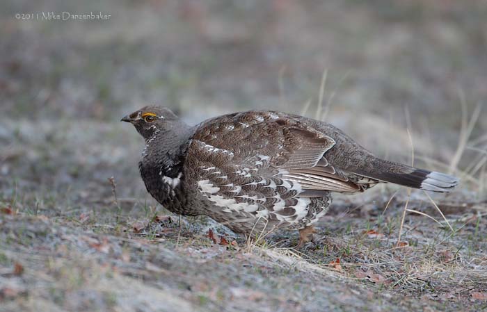 Dusky Grouse (Dendragapus obscurus) photo image